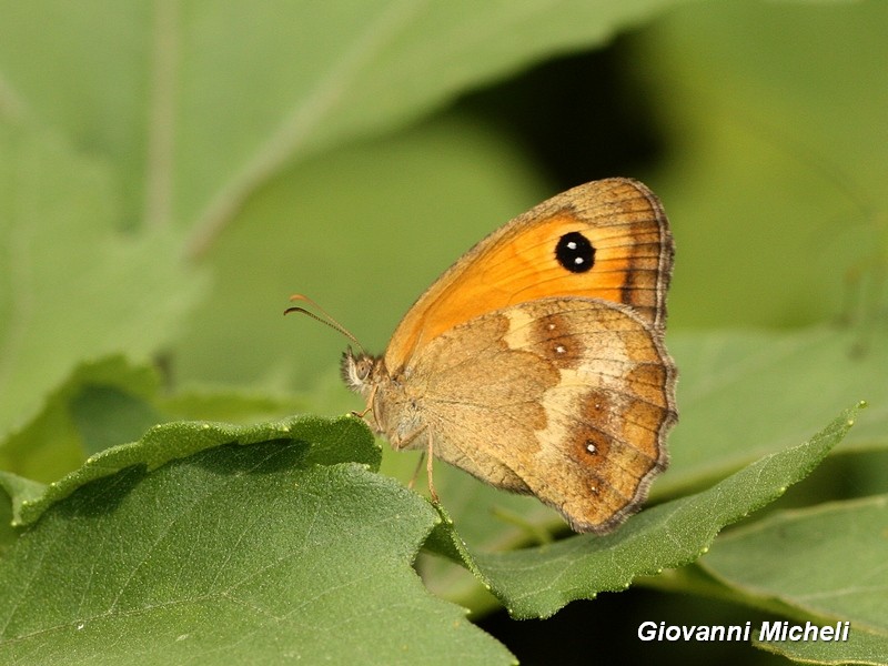 Parco del Ticino : incontri del 24.7.16